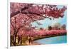 Tidal Basin, Jefferson Memorial, Cherry Blossoms, Washington, D.C.-null-Framed Art Print