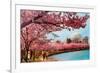 Tidal Basin, Jefferson Memorial, Cherry Blossoms, Washington, D.C.-null-Framed Art Print