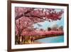 Tidal Basin, Jefferson Memorial, Cherry Blossoms, Washington, D.C.-null-Framed Art Print