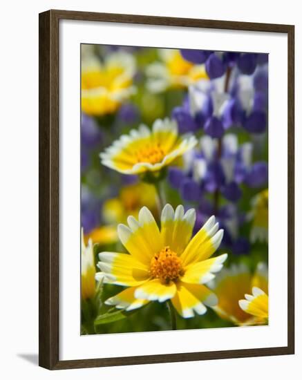 Tiddy Tips and Lupine, Shell Creek, California, USA-Terry Eggers-Framed Photographic Print