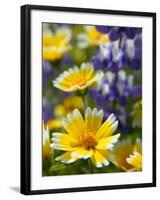 Tiddy Tips and Lupine, Shell Creek, California, USA-Terry Eggers-Framed Photographic Print