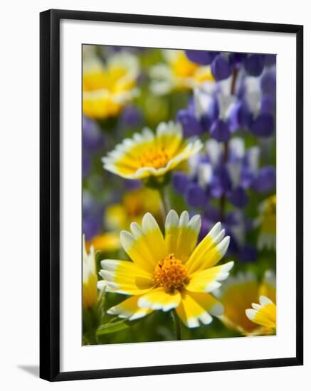 Tiddy Tips and Lupine, Shell Creek, California, USA-Terry Eggers-Framed Photographic Print