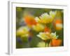 Tiddy Tips and Poppies, Shell Creek, California, USA-Terry Eggers-Framed Photographic Print