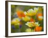 Tiddy Tips and Poppies, Shell Creek, California, USA-Terry Eggers-Framed Photographic Print