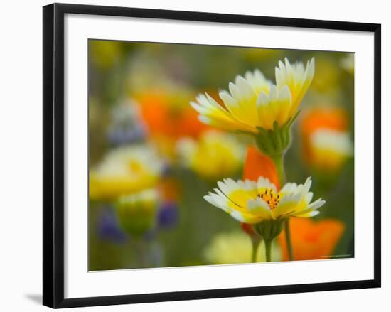 Tiddy Tips and Poppies, Shell Creek, California, USA-Terry Eggers-Framed Photographic Print