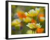Tiddy Tips and Poppies, Shell Creek, California, USA-Terry Eggers-Framed Photographic Print