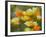 Tiddy Tips and Poppies, Shell Creek, California, USA-Terry Eggers-Framed Photographic Print