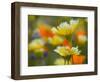 Tiddy Tips and Poppies, Shell Creek, California, USA-Terry Eggers-Framed Photographic Print