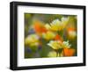 Tiddy Tips and Poppies, Shell Creek, California, USA-Terry Eggers-Framed Photographic Print