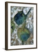 Tide Pool Detail-Vincent James-Framed Photographic Print