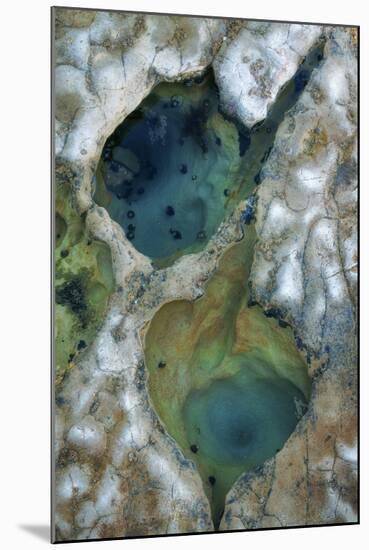 Tide Pool Detail-Vincent James-Mounted Photographic Print