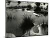 Tide Pool, Oregon, 1970-Brett Weston-Mounted Photographic Print