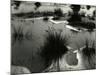 Tide Pool, Oregon, 1970-Brett Weston-Mounted Photographic Print