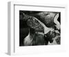 Tide Pool, Oregon, 1974-Brett Weston-Framed Photographic Print