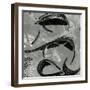 Tide Pool, Point Lobos, 1974-Brett Weston-Framed Photographic Print