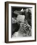 Tide Pool, Point Lobos, 1977 (gelatin silver print)-Brett Weston-Framed Photographic Print