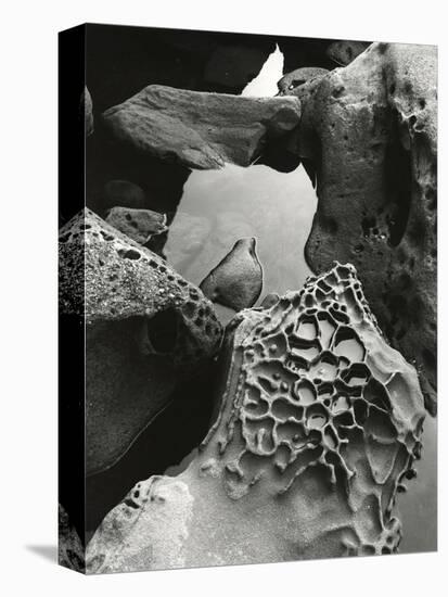 Tide Pool, Point Lobos, 1977 (gelatin silver print)-Brett Weston-Stretched Canvas