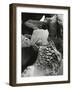 Tide Pool, Point Lobos, 1977 (gelatin silver print)-Brett Weston-Framed Photographic Print