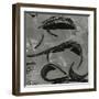Tide Pool, Point Lobos, 1978 (silver gelatin print)-Brett Weston-Framed Photographic Print