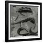 Tide Pool, Point Lobos, 1978 (silver gelatin print)-Brett Weston-Framed Photographic Print