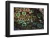 Tide Pool, Salish Sea, Washington State-Ken Archer-Framed Photographic Print