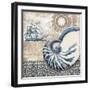 Tide Pool Shells I-Paul Brent-Framed Art Print