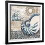 Tide Pool Shells I-Paul Brent-Framed Art Print