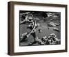 Tide Pool with Kelp (b/w photo)-Brett Weston-Framed Photographic Print