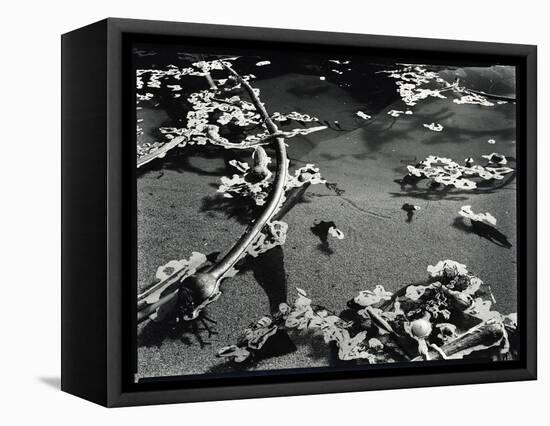 Tide Pool with Kelp (b/w photo)-Brett Weston-Framed Stretched Canvas