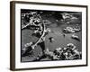 Tide Pool with Kelp (b/w photo)-Brett Weston-Framed Photographic Print