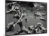 Tide Pool with Kelp (b/w photo)-Brett Weston-Mounted Photographic Print