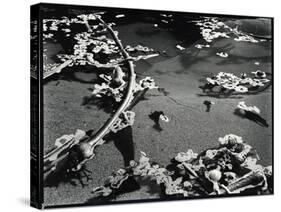 Tide Pool with Kelp (b/w photo)-Brett Weston-Stretched Canvas