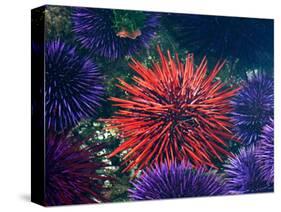 Tide Pool With Sea Urchins, Olympic Peninsula, Washington, USA-Charles Sleicher-Stretched Canvas