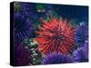 Tide Pool With Sea Urchins, Olympic Peninsula, Washington, USA-Charles Sleicher-Stretched Canvas