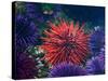 Tide Pool With Sea Urchins, Olympic Peninsula, Washington, USA-Charles Sleicher-Stretched Canvas