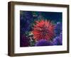 Tide Pool With Sea Urchins, Olympic Peninsula, Washington, USA-Charles Sleicher-Framed Photographic Print