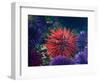 Tide Pool With Sea Urchins, Olympic Peninsula, Washington, USA-Charles Sleicher-Framed Photographic Print