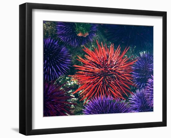 Tide Pool With Sea Urchins, Olympic Peninsula, Washington, USA-Charles Sleicher-Framed Photographic Print