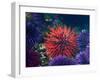 Tide Pool With Sea Urchins, Olympic Peninsula, Washington, USA-Charles Sleicher-Framed Photographic Print