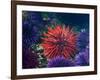 Tide Pool With Sea Urchins, Olympic Peninsula, Washington, USA-Charles Sleicher-Framed Photographic Print