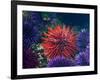 Tide Pool With Sea Urchins, Olympic Peninsula, Washington, USA-Charles Sleicher-Framed Photographic Print