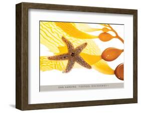 Tidepool Discoveries I-Dan Harding-Framed Art Print