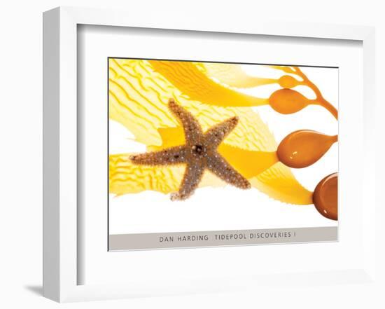 Tidepool Discoveries I-Dan Harding-Framed Art Print