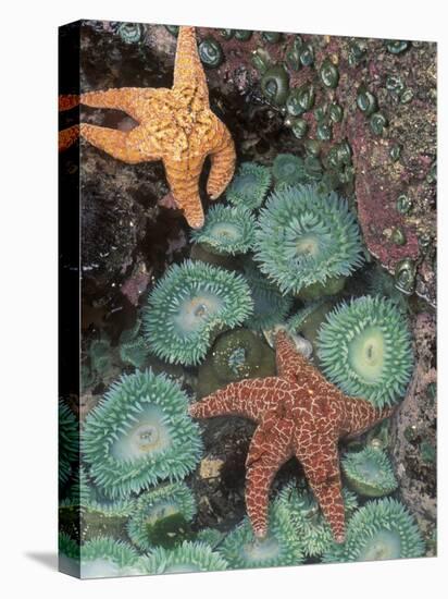 Tidepool of Sea Stars, Green Anemones on the Oregon Coast, USA-Stuart Westmoreland-Stretched Canvas