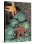 Tidepool of Sea Stars, Green Anemones on the Oregon Coast, USA-Stuart Westmoreland-Stretched Canvas