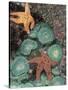 Tidepool of Sea Stars, Green Anemones on the Oregon Coast, USA-Stuart Westmoreland-Stretched Canvas