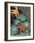 Tidepool of Sea Stars, Green Anemones on the Oregon Coast, USA-Stuart Westmoreland-Framed Photographic Print