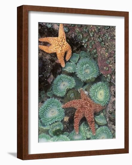 Tidepool of Sea Stars, Green Anemones on the Oregon Coast, USA-Stuart Westmoreland-Framed Photographic Print