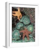 Tidepool of Sea Stars, Green Anemones on the Oregon Coast, USA-Stuart Westmoreland-Framed Photographic Print