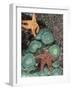 Tidepool of Sea Stars, Green Anemones on the Oregon Coast, USA-Stuart Westmoreland-Framed Photographic Print